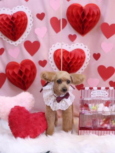 20240212ももちゃん